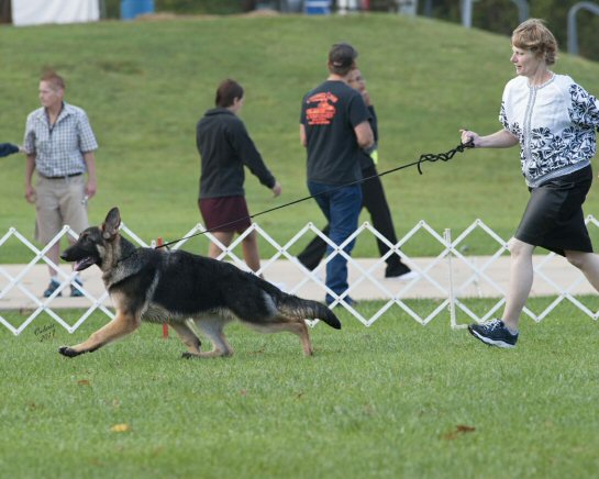 Jill and Stevie at the GSDCA Nationals 2017