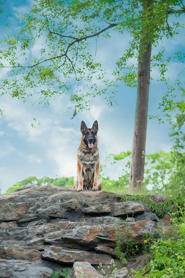 German Shepherd Dog, Royce. Photo Gigi Muracco